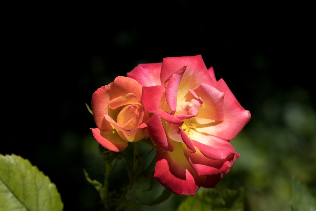rozen roos rosa hdr natuur bloem bloemen cultivars cultivar rosaceae tuin rozentuin valentijn liefde